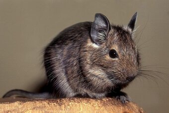 osmák degu - mláďata levně - 2
