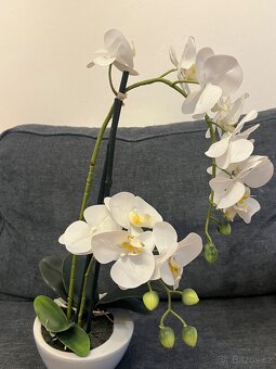 Plastová orchidej phalaenopsis AURELIA - 2