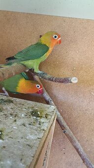 Agapornis - 2