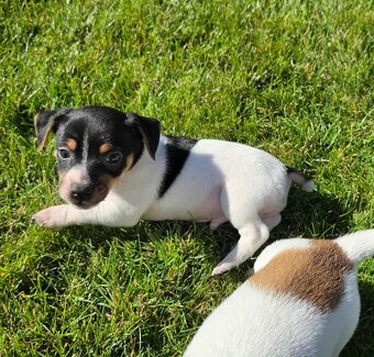 JACK RUSSELL TERIÉR- pejsek - 2