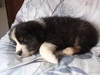 Rezervace Australský ovčák bez PP pes (červený obojek) - 2