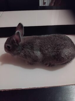 Zakrslý králík ihned k odběru - 2