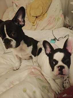 francouzky buldocek stenata - 2