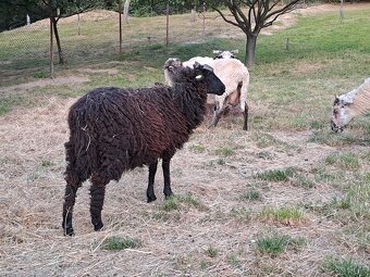 Původní Valaška - 2