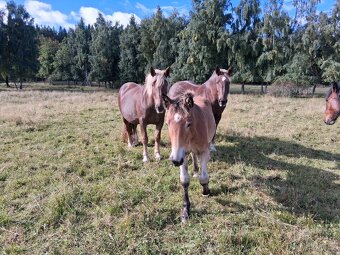 Chladnokrevná kobylka - 2