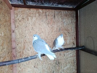 Daruji Lahore stříbrný - 2