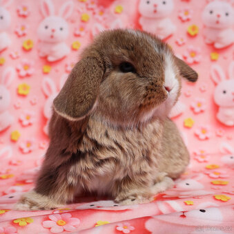 Modrooký zakrslý beránek sameček NHD . - 2