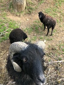 Quesantske ovce beran - 2