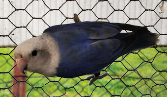 Agapornis růžohrdlý KOUPÍM SAMIČKY - 2