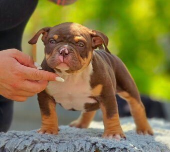 American Bully pocket - 2