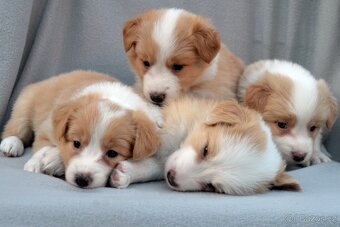 Border Kolie S PP - 2