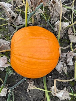 Dýně Halloween - 2