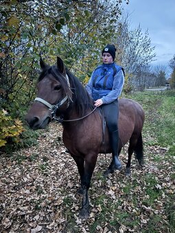 Prodám páru huculu - 2