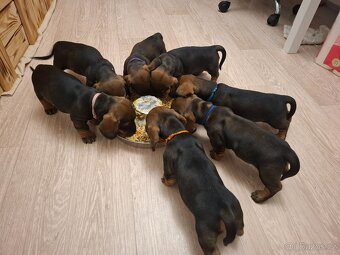 Jezevčik standart drsnosrstý - 2