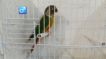 Pyrura zelanolící - 2