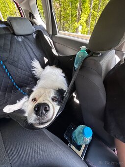 BOC s PP ke krytí - 2