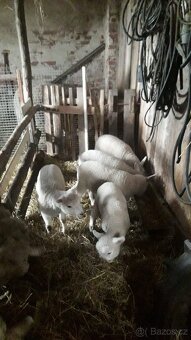 Prodám jehňata - 2