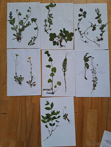 Školní herbář rostlin - 2