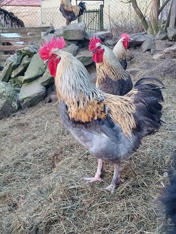 Marans-kohoutci - 2