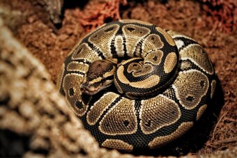 Krajta Královská- Ball Python - 2