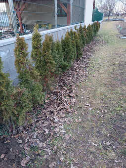 Thuja Smaragd, 2. jakost, 25 ks - 2