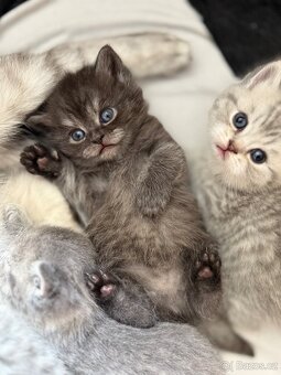 Britská koťata Whiskas - 2