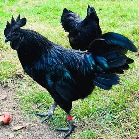 Násadová vejce a kuřátka Ayam Cemani - 2