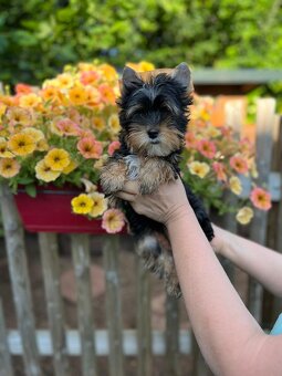 K prodeji pejsek black tan yorkshire terrier - 2