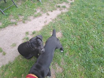 Cane Corso Štěňata - 2
