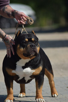 American bully pocket - ABKC Champion - 2