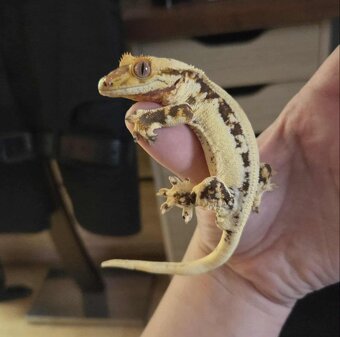 Pagekon řasnatý - samec - 2