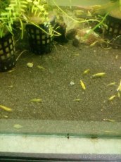 NEDOSTUPNE) krevetky Yellow Neon Stripe - 2