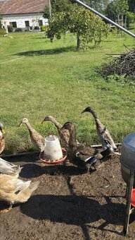 Kmen indických běžců - 2