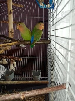 papoušík růžohrdlý (Agapornis roseicollis) - 2