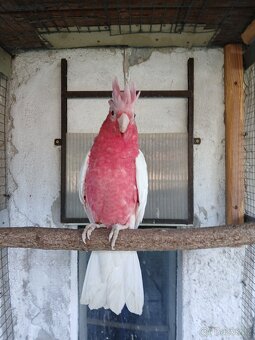 Kakadu růžový lutino - 2