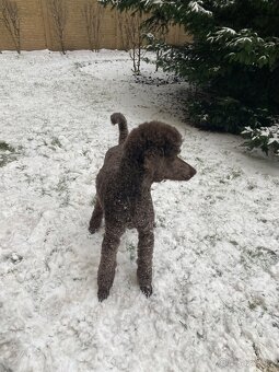 Pudl Královský - 2