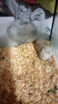 Dzungarsky křeček - 2