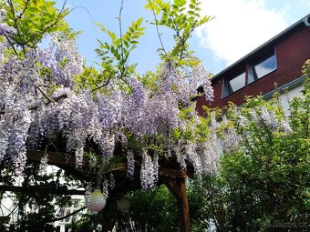 Byt 2+1 Děčín 4 u školy, pronájem ihned - 2