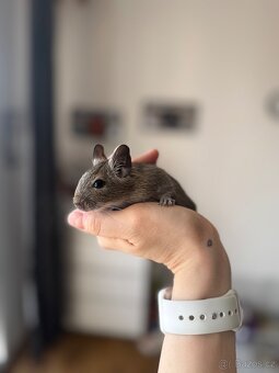 Osmák degu - 2
