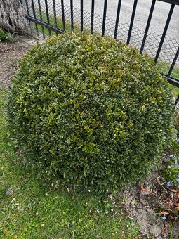 Prodám BUXUS - zimostráz - 2