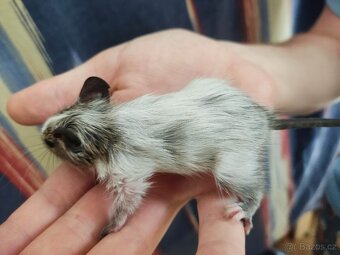 osmáčata osmák degu, myšáci - 2