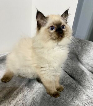 Prodám nádherná koťátka Ragdoll s PP - 2