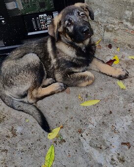 Nemecky ovčák - 2