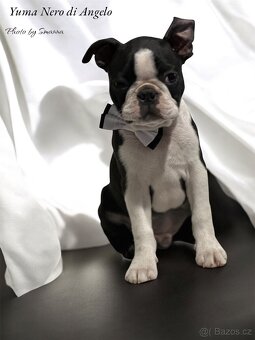 Boston Terrier - 2