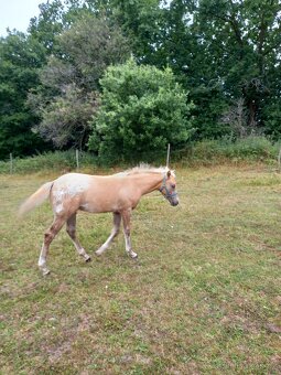 Appaloosa - 2