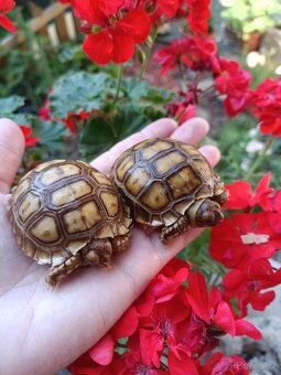 Želva ostruhatá Geochelone Sulcata mláďata - 2