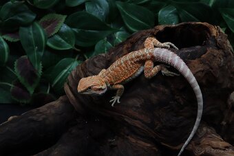 Agama vousatá - Coral - 2