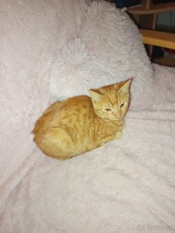 České Budějovice - 2