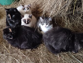 Daruji koťata - 2