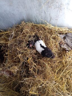 Křeček Syrský samice - 2